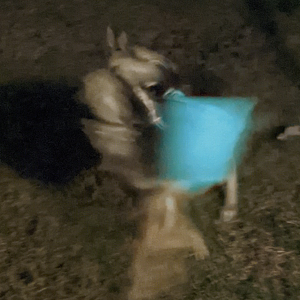 Fundraising Page: Sarah Chrysler